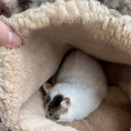 Cozy Round Fleece Plush Pet Bed for Cats and Dogs - Colorful Design