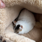 Cozy Round Fleece Plush Pet Bed for Cats and Dogs - Colorful Design